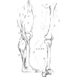 Anatomie constructive de jambe humaine de dessin